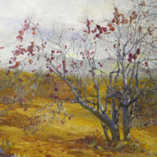 Dundee_Old_Dundee_Apple_Tree_EES.png